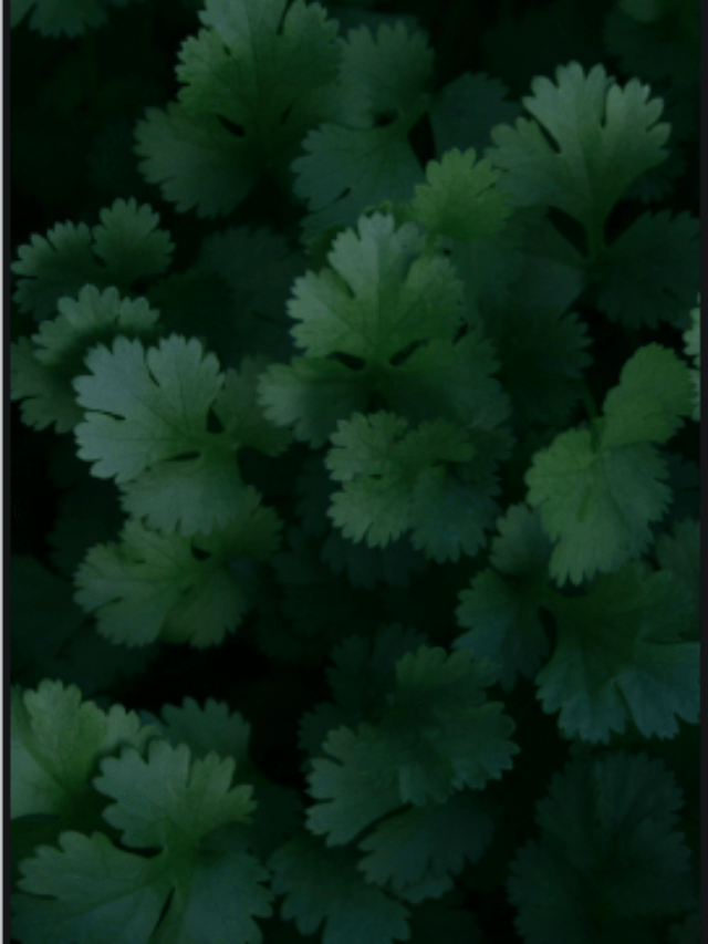 10-benefits-of-dhaniya-pani-coriander-water-to-take-empty-stomach
