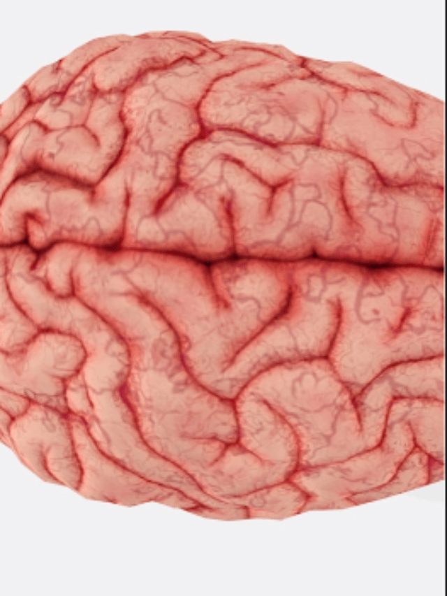 Regular Checkups Can Prevent Brain Stroke-Health Experts: